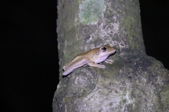 Polypedates megacephalus