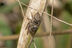 Euryattus bleekeri