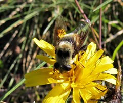 Eristalis flavipes