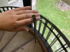 Coryphaeschna ingens