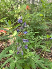 Lupinus arcticus