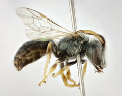 Halictus gemmeus