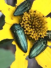 Acmaeodera resplendens