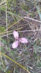 Moraea algoensis