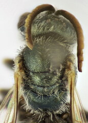Halictus gemmeus