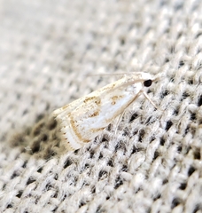 Microcrambus elegans