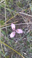 Moraea algoensis