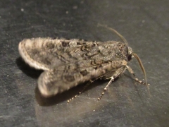Noctuidae
