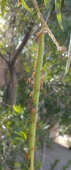 Leptoglossus oppositus
