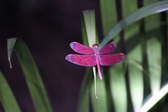 Neurothemis fulvia