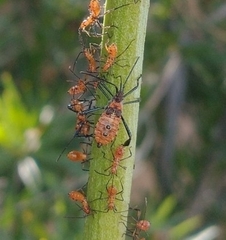 Leptoglossus oppositus