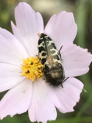 Acmaeodera decipiens