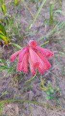 Erica cerinthoides