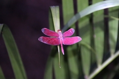 Neurothemis fulvia