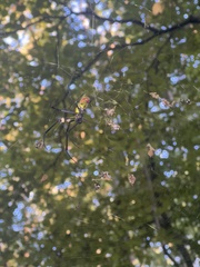 Trichonephila clavata