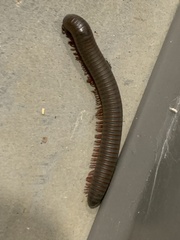 Narceus americanus