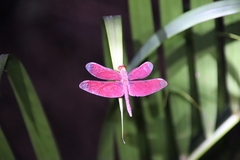 Neurothemis fulvia
