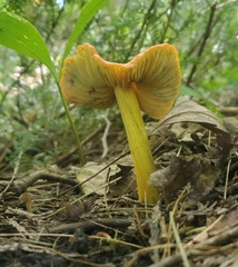 Hygrocybe acutoconica