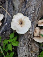 Lentinus tigrinus