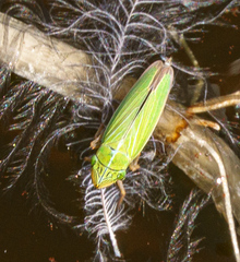 Draeculacephala angulifera