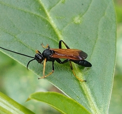 Ichneumonina