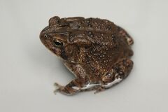 Anaxyrus terrestris