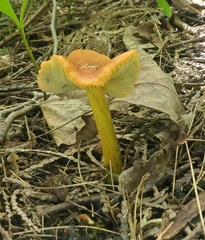 Hygrocybe acutoconica