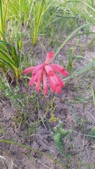 Erica cerinthoides