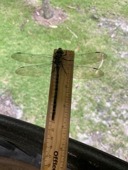 Coryphaeschna ingens