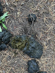 Ursus arctos horribilis