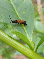 Ichneumonina