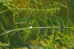 Myriophyllum