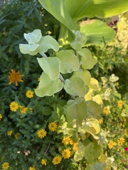 Helichrysum petiolare
