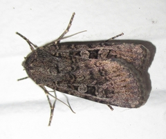 Noctuidae