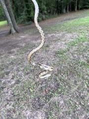 Pantherophis obsoletus