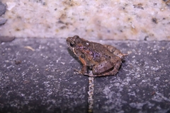 Microhyla butleri