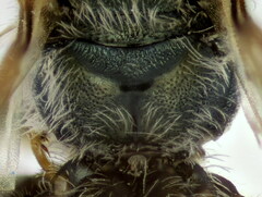 Halictus gemmeus