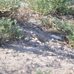 Xerospermophilus spilosoma
