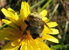 Eristalis flavipes
