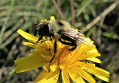 Eristalis flavipes
