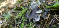 Peltigera praetextata