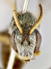 Halictus gemmeus