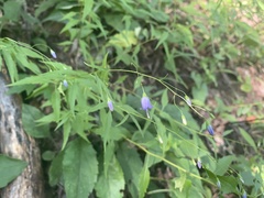 Campanula divaricata
