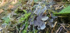 Peltigera praetextata