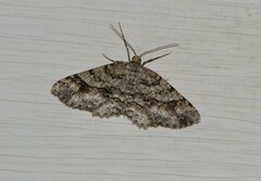 Melanolophia canadaria