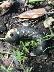 Xylophanes falco