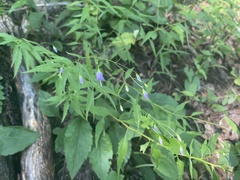 Campanula divaricata