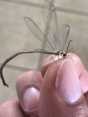 Brachynemurus