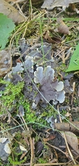 Peltigera praetextata
