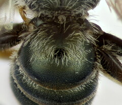 Halictus gemmeus